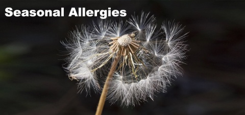 Seasonal Allergies