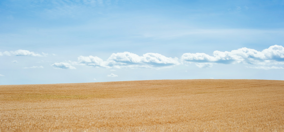 Prairie with clean, blue sky